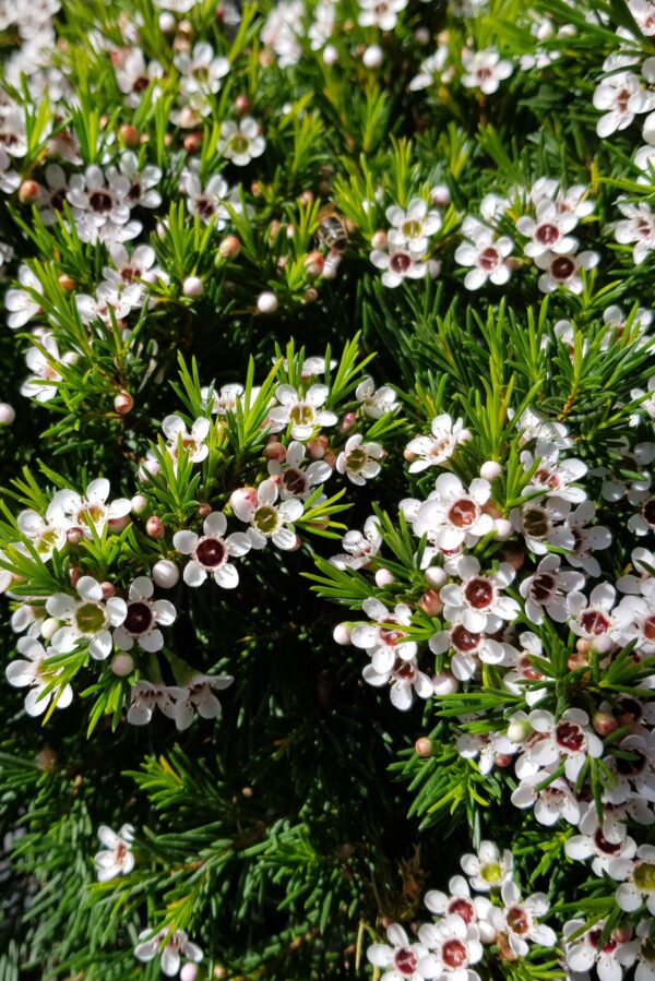 Bush Berry Gin - Image 5