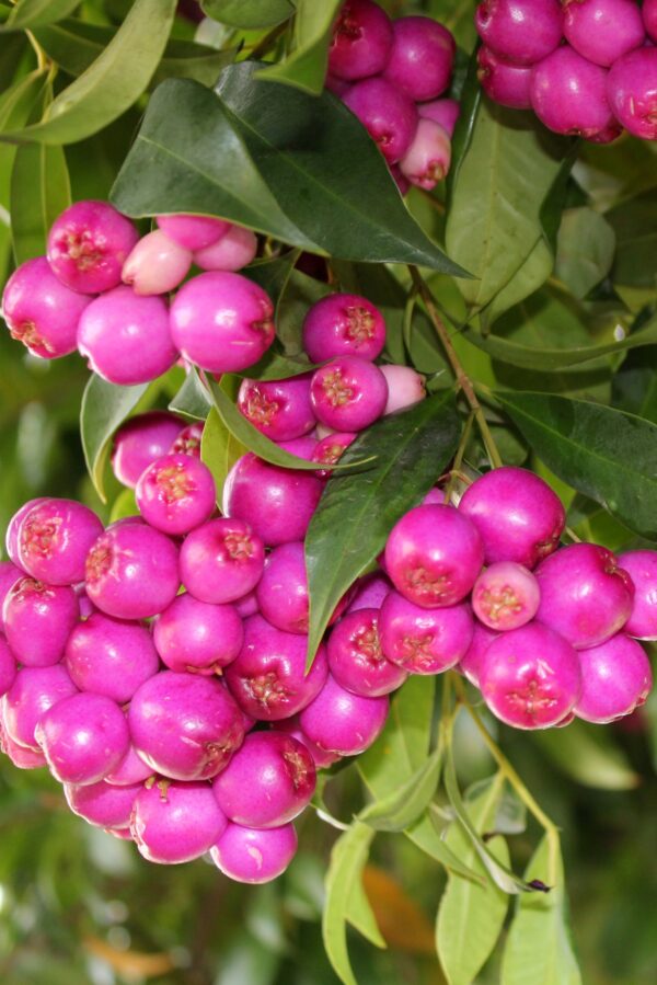 Bush Berry Gin - Image 4