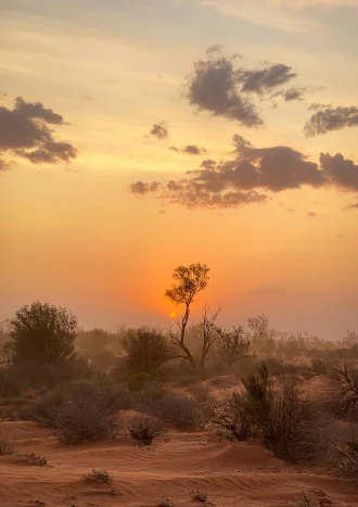 Australian landscape photo by Natacha Issler, showing scrub bushes on desert sands. One branch reaches into the orange sky to embrace the low sun.