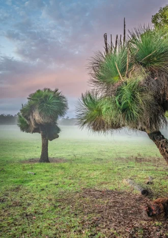 Australian landscape photo by Natacha Issler, showing short grassy trees on a flat plain, with a foggy horizon and pink clouds in the sky.